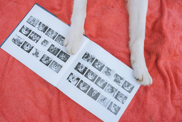Pawfect benodigdheden